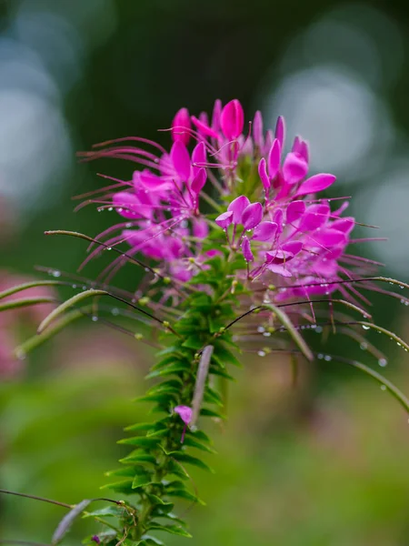 Cleomene Lat Cleome Fiore Giardino — Foto Stock