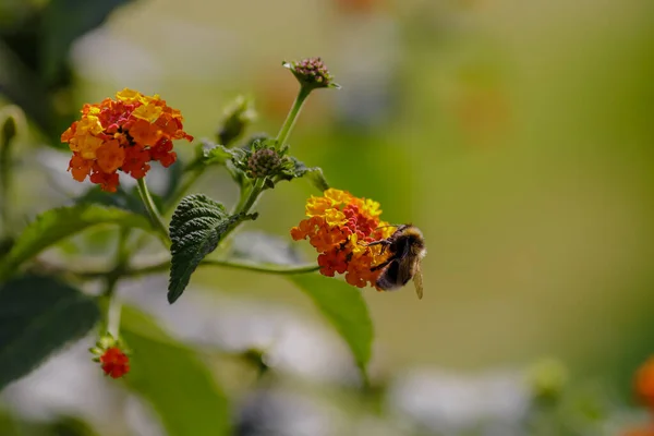 Abelha Flor Lantana Camara — Fotografia de Stock