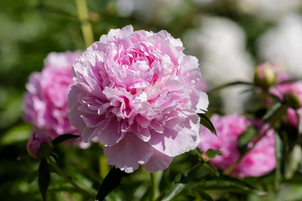 Hermosas Flores Peonía Jardín —  Fotos de Stock