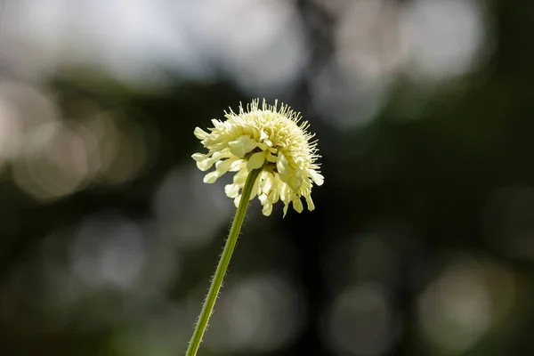 Квітка Скабіози Природному Фоні — стокове фото
