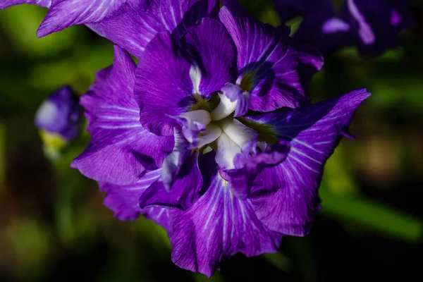 Iris Xiphoid Latin Iris Ensata Bunga Kebun — Stok Foto