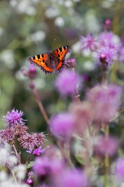 Fluture Floare Pajiște Vară — Fotografie, imagine de stoc