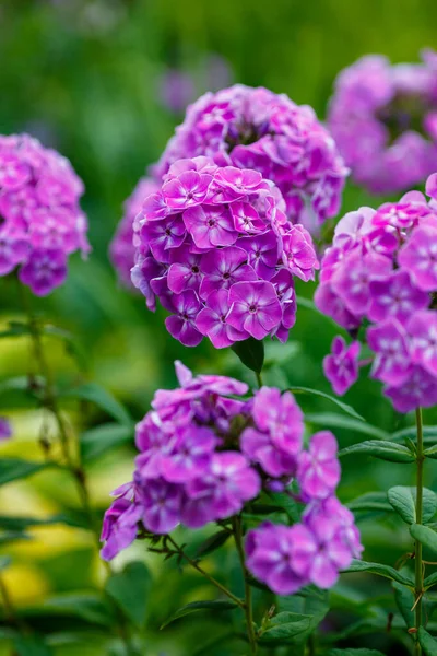 Фиолетовый Флокс Цветы Саду — стоковое фото