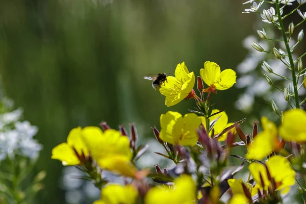 Bourdon Dans Les Fleurs Jaunes Oenothera Tetragona — Photo