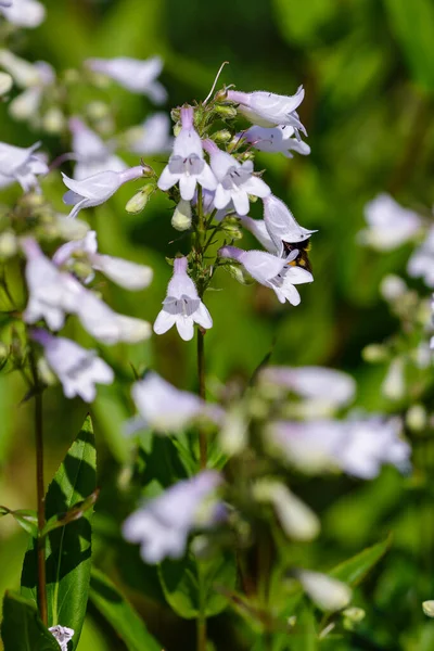 自然の中でペンストモンの花にバンブルビー — ストック写真