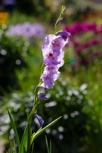 Gladiolus Blommor Sommarfältet — Stockfoto