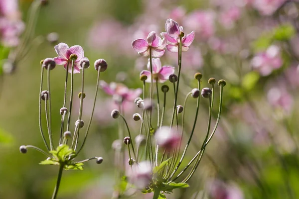 Anemone Hupehensis Oder Anemone Hupeyskayav Blüht Garten — Stockfoto