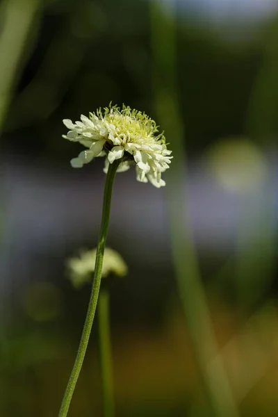 Fiore Scabiosa Ocroleuca Sullo Sfondo Naturale — Foto Stock