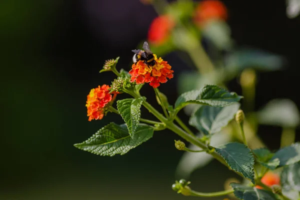 Abelha Flor Lantana Camara — Fotografia de Stock