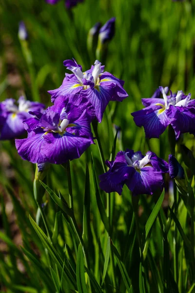 园中的爱丽花 拉丁语 Iris Ensata — 图库照片