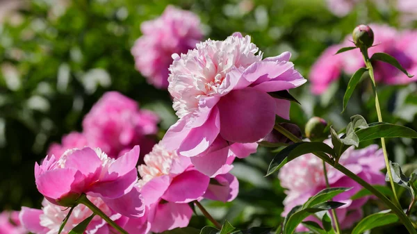 Piękny Różowy Piwonia Kwiaty Ogrodzie — Zdjęcie stockowe