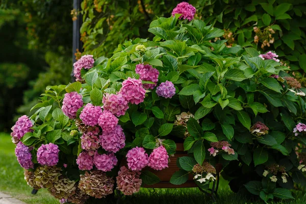 Hydrangea Macrophylla Bush Close — Stock Photo, Image