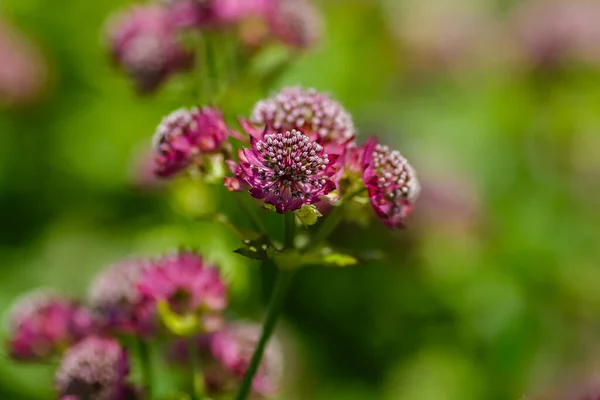 Astrantia Büyük Veya Astrantia Büyük Veya Zvezdovka Büyük Lat Astrantia — Stok fotoğraf