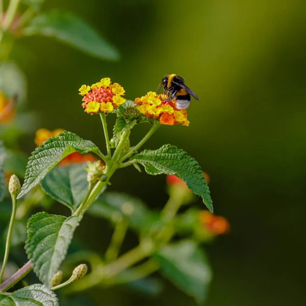 ランタナ カマラの花に蜂 — ストック写真