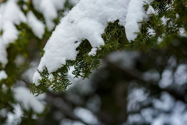 一枝被雪覆盖的云杉 圣诞背景或旗帜 — 图库照片