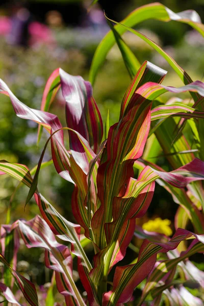 Καλαμπόκι Variegata Είναι Μια Ποικιλία Από Συνηθισμένο Ιαπωνικό Καλαμπόκι — Φωτογραφία Αρχείου