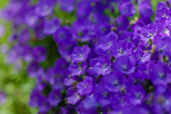 Blühende Campanula Carpatica Garten Schöne Blaue Blüten Der Campanula Carpatica — Stockfoto