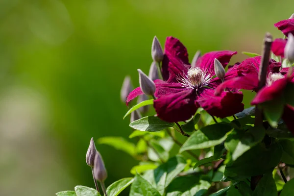 Clematis Purpurea Flowers Garden — Stock Photo, Image