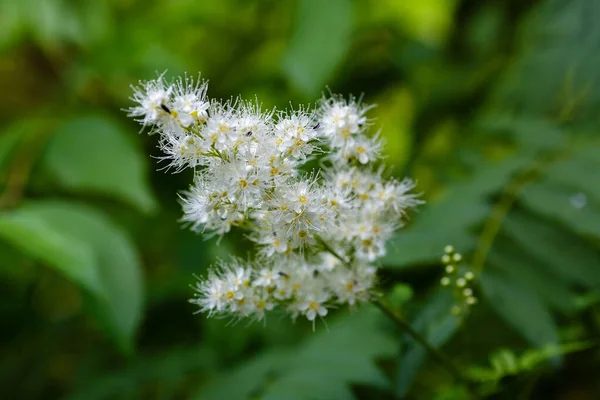 Fieldfare Ryabinolistny Lat Sorbaria Sorbifolia Bílé Květy Zahradě — Stock fotografie