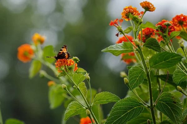 Borboleta Flor Lantana Camara — Fotografia de Stock