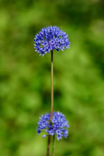 Bahçede Mavi Alyum Çiçeği — Stok fotoğraf