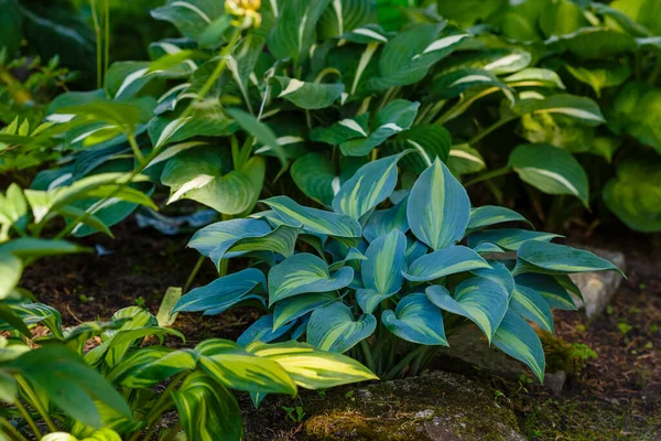 Hosta Pflanze Grünen Garten — Stockfoto
