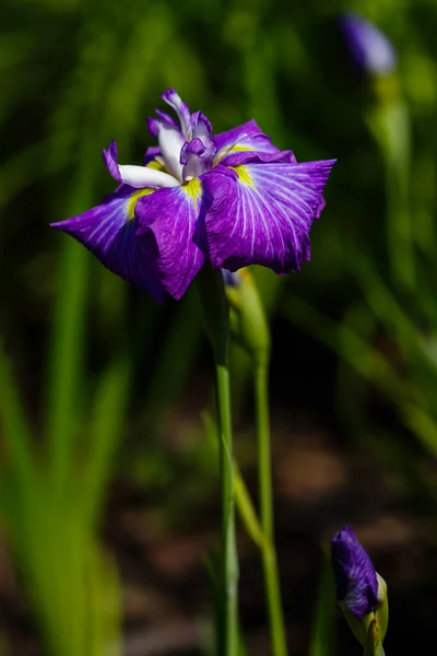 Iris Xiphoid Latin Iris Ensata Flowers Garden — Stock Photo, Image