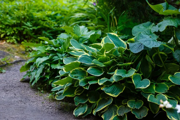 Planta Hosta Jardín Verde — Foto de Stock