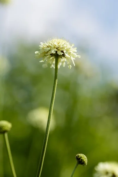Квітка Скабіози Природному Фоні — стокове фото