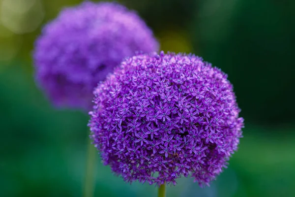 Allium Lila Blommor Som Växer Trädgården — Stockfoto