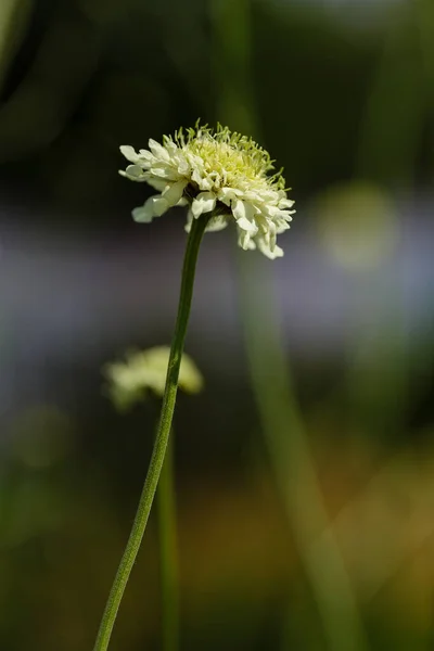 Цветок Scabiosa Ochroleuca Естественном Фоне — стоковое фото