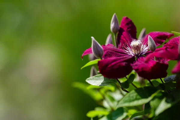 Clematis Purpurea Flowers Garden — Stock Photo, Image