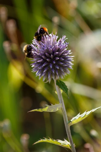 Bumblebee Echinopses Flor Lat Echinops — Fotografia de Stock