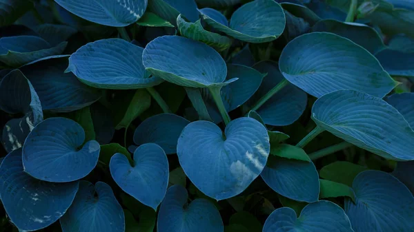 Hosta Halcyon Yaprakları Bahçede Lavanta Çiçeği — Stok fotoğraf