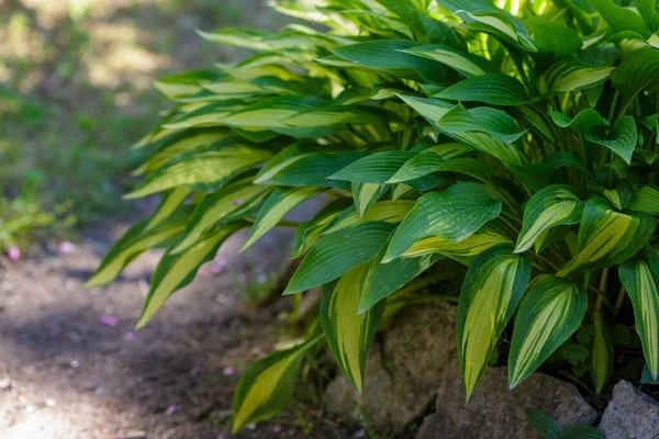 Zöld Hosta Levelek Kertben — Stock Fotó