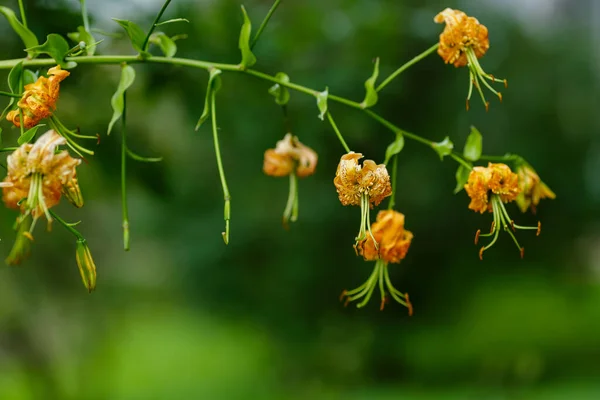 Phlox Paniculata Lat Phlox Paniculata Perennial Herbaceous Plant — Stock Photo, Image