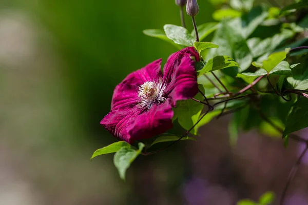 Clematis Purpurea Flores Jardín —  Fotos de Stock