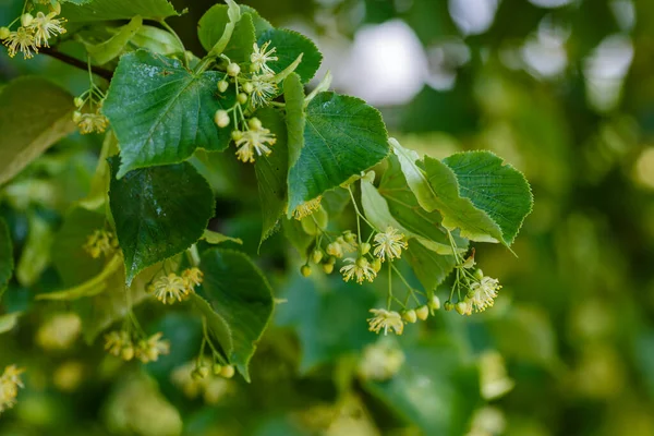 Fioritura Tiglio Nella Stagione Primaverile — Foto Stock