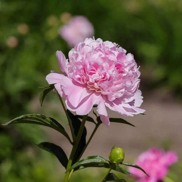 Hermosa Flor Peonía Rosa Jardín — Foto de Stock