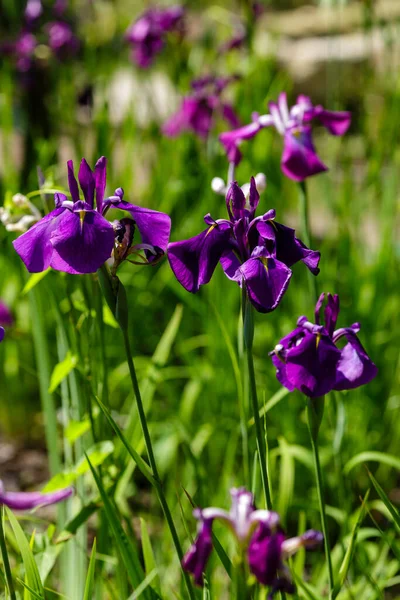 园中的爱丽花 拉丁语 Iris Ensata — 图库照片
