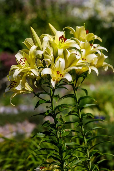 Ασιατικά Υβριδικά Λουλούδια Κρίνων Στον Κήπο — Φωτογραφία Αρχείου