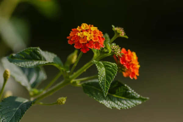Bee Flower Lantana Camara — Stock Photo, Image