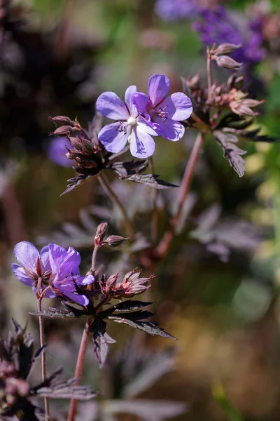 Hitam Dan Cantik Geranium Pratense Bunga Taman — Stok Foto