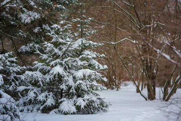 Ветка Ели Покрытая Снегом Рождественский Фон Баннер — стоковое фото
