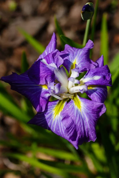 Iris Xiphoid Latin Iris Ensata Blommor Trädgården — Stockfoto