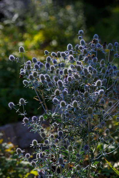 Bourdon Sur Feverweed Eryngium Fleurs Dans Jardin — Photo
