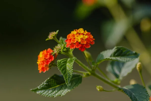 Bee Flower Lantana Camara — Stock Photo, Image