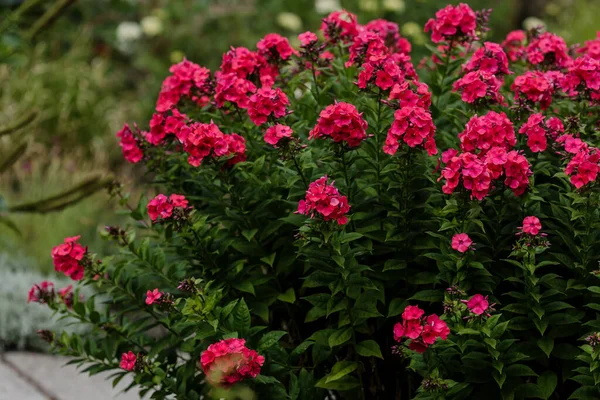 Flox Paniculata Latinul Phlox Paniculata Évelő Lágyszárú Növény — Stock Fotó