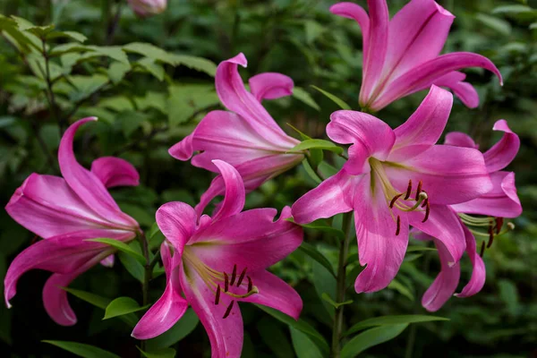 Azjatyckie Hybrydowe Kwiaty Lilii Ogrodzie — Zdjęcie stockowe