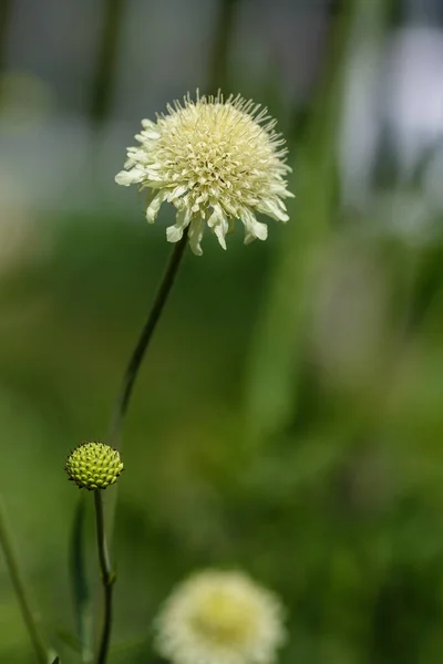 Цветок Scabiosa Ochroleuca Естественном Фоне — стоковое фото